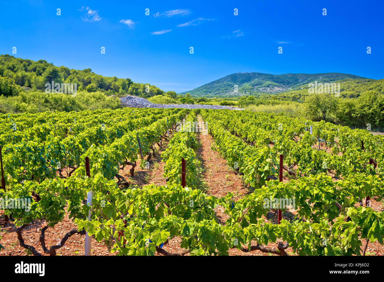 mediterranean-vineyard-on-vis-island-stock-photo-alamy