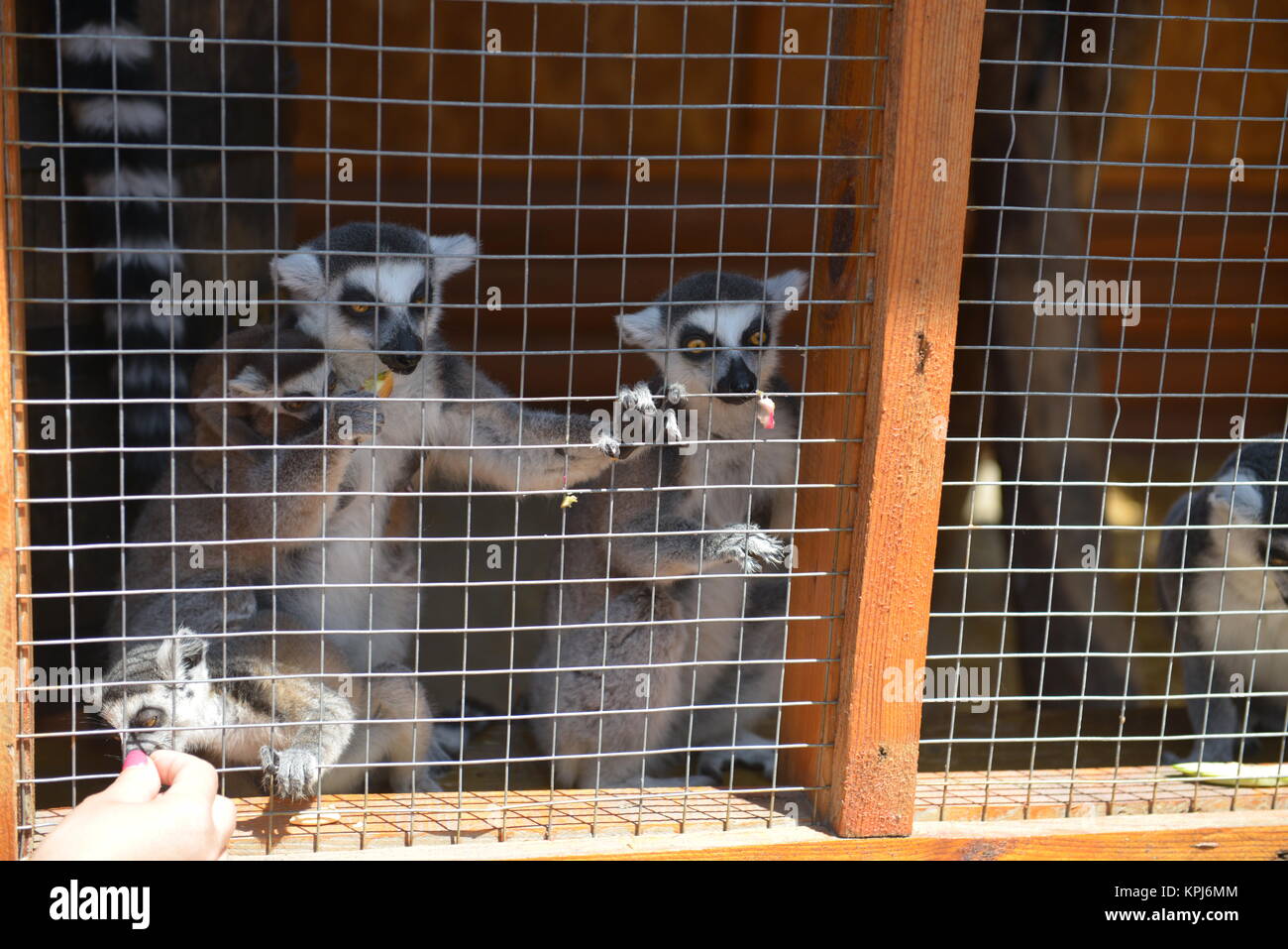 Lemur in a cage in the zoo Stock Photo - Alamy