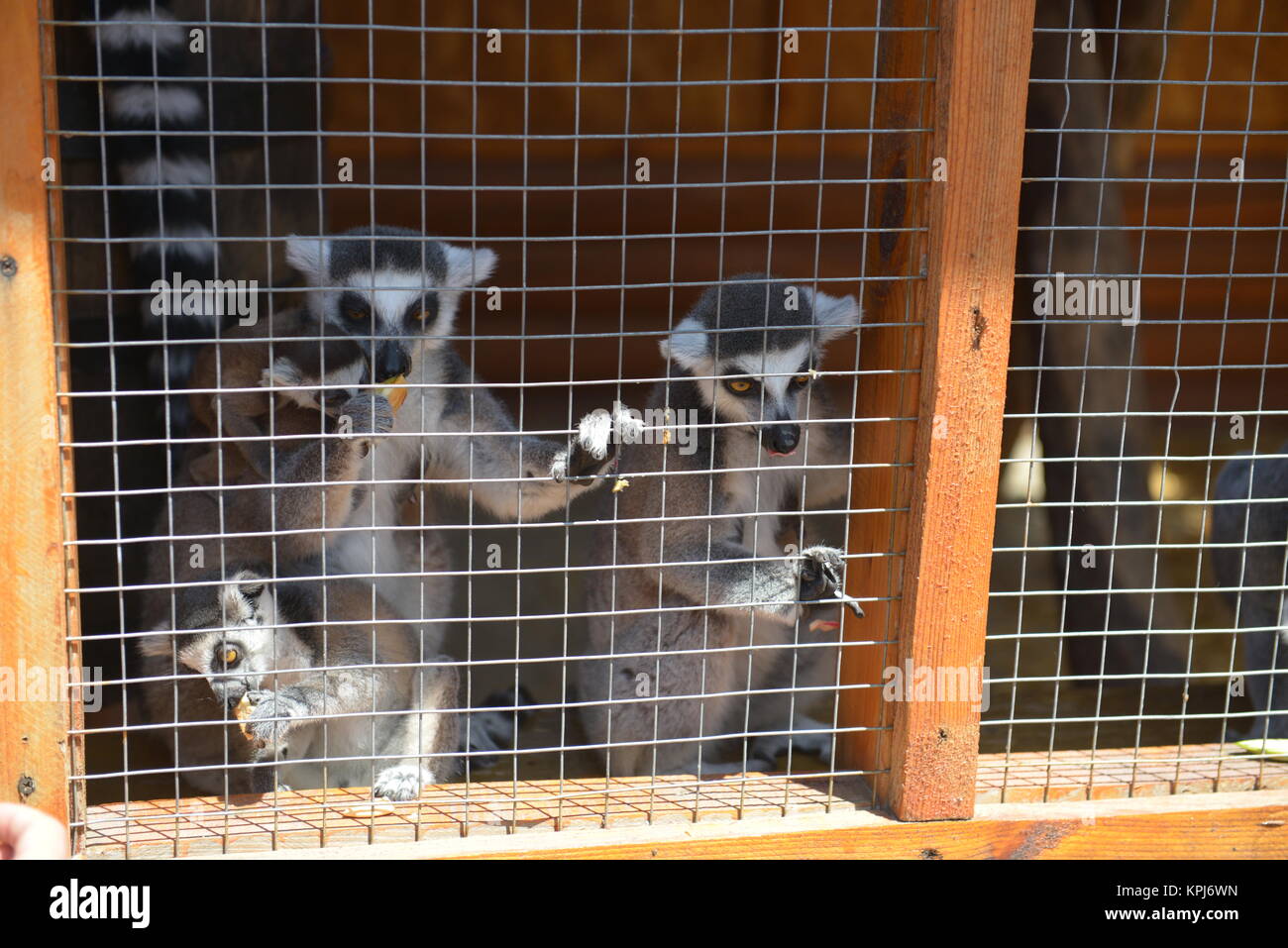 Image showcasing Lemur in a cage in the zoo Stock Photo - Alamy