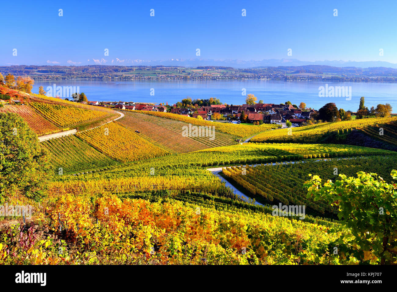 Yellow vineyards in autumn on Lake Murten, in the back Bernese Alps, Canton Fribourg, Switzerland Stock Photo
