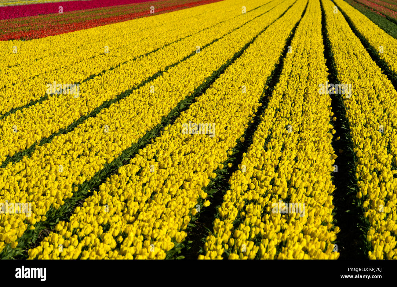 Field with yellow tulips, Yellow Purissima variety, production of flower bulbs, flower bulb region Bollenstreek, Noordwijkerhout Stock Photo