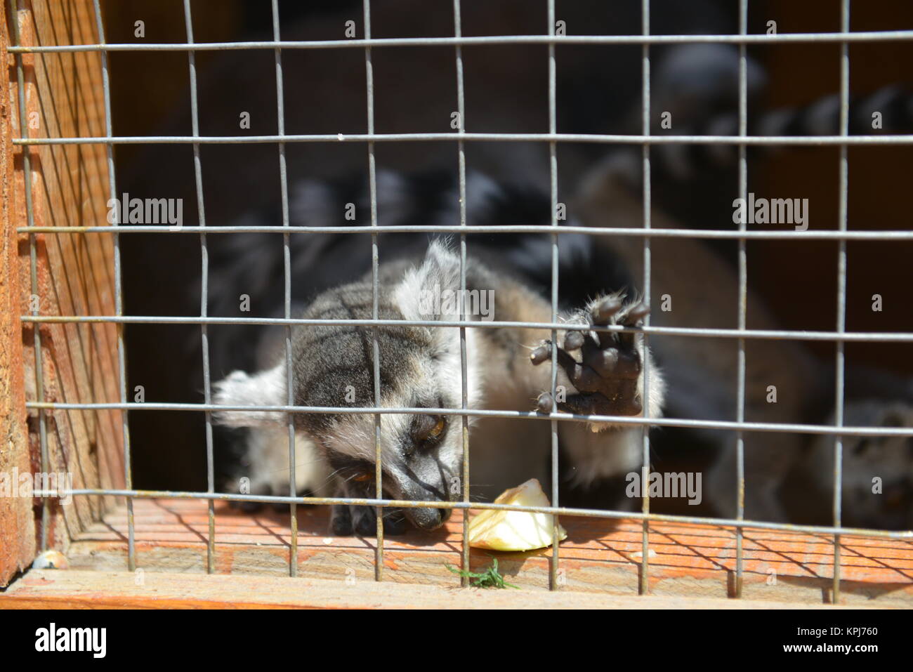 Image showcasing Lemur in a cage in the zoo Stock Photo - Alamy