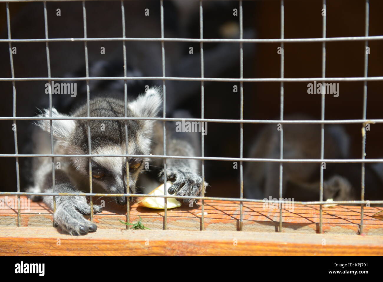 Image showcasing Lemur in a cage in the zoo Stock Photo - Alamy