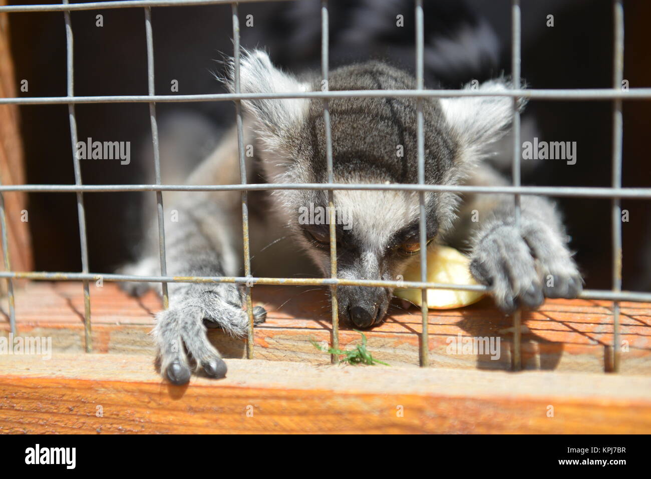 View of Lemur in a cage in the zoo Stock Photo - Alamy