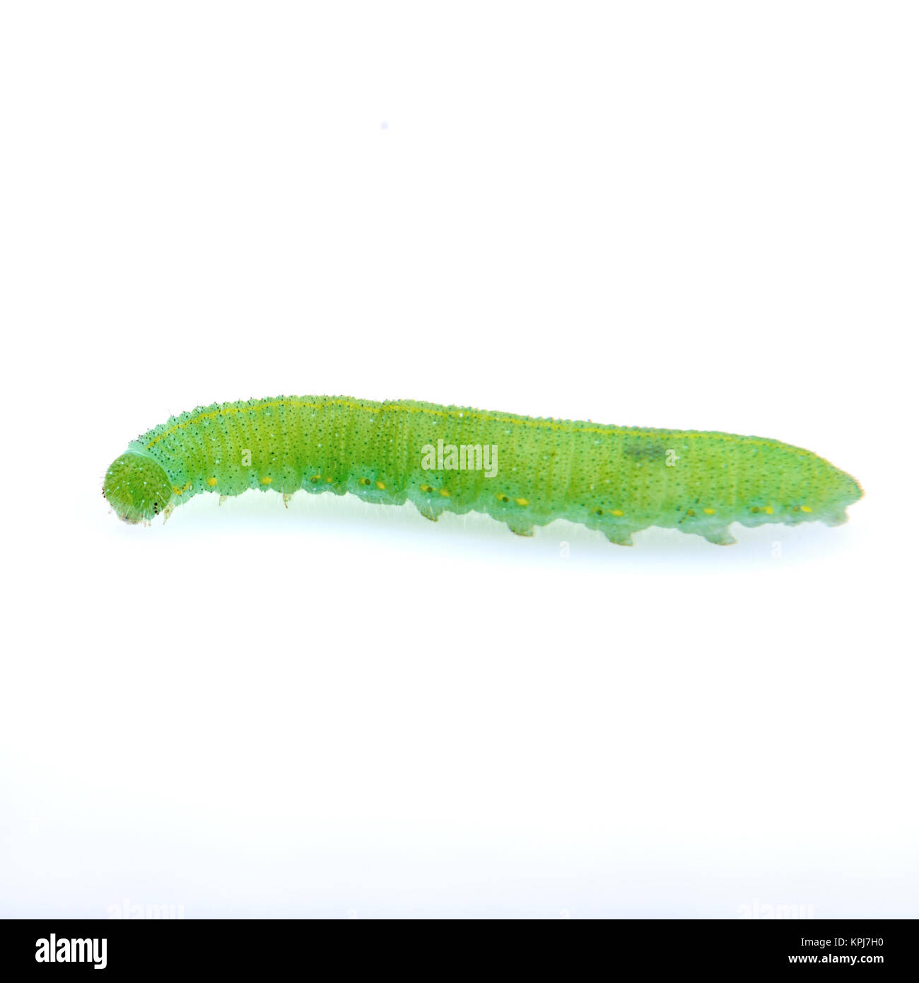 Green caterpillar on a white background Stock Photo - Alamy