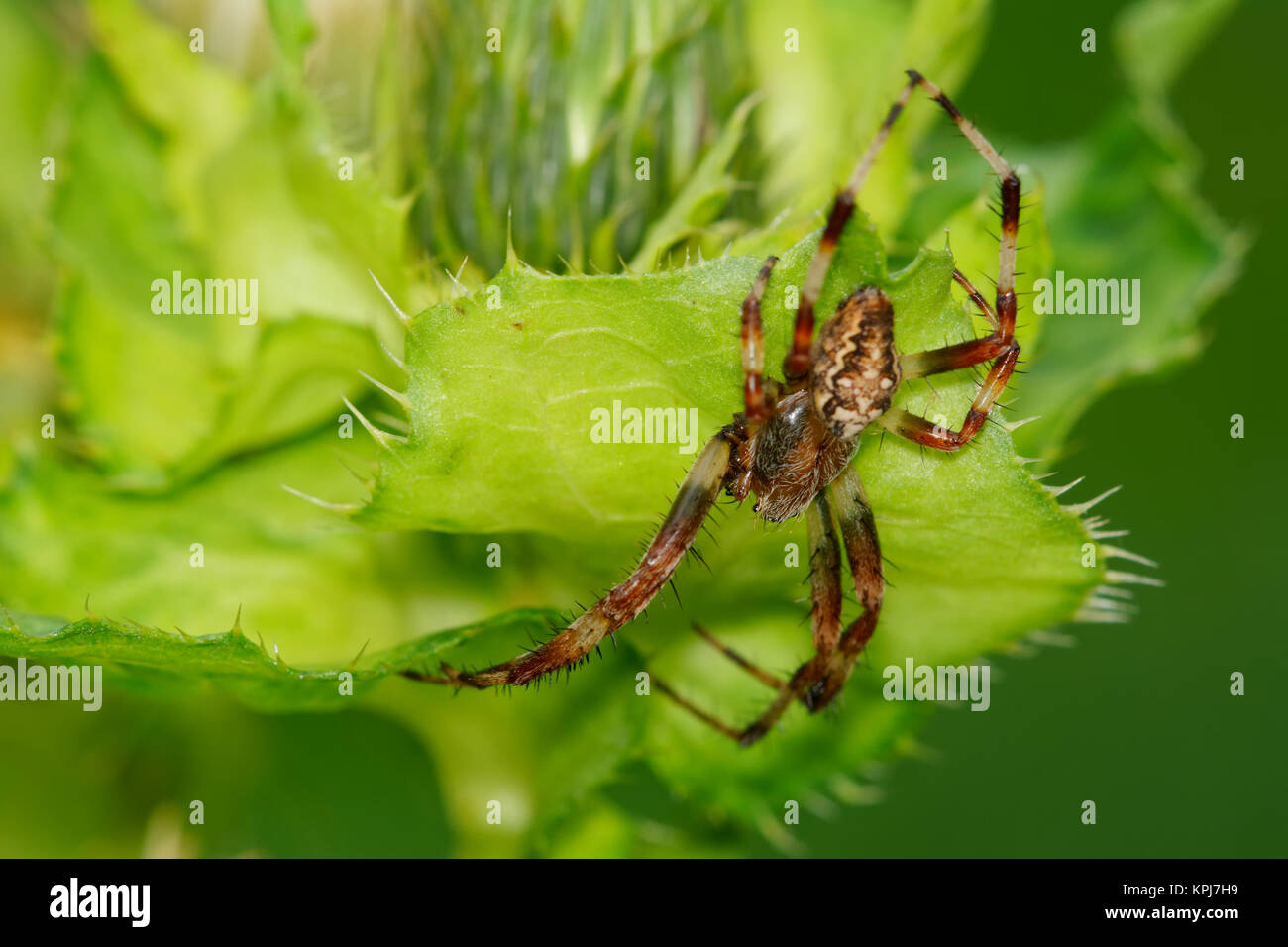 Brown spider sitting on a green thistle Stock Photo - Alamy
