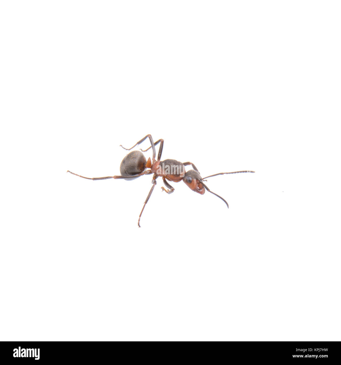 Brown ant on a white background Stock Photo