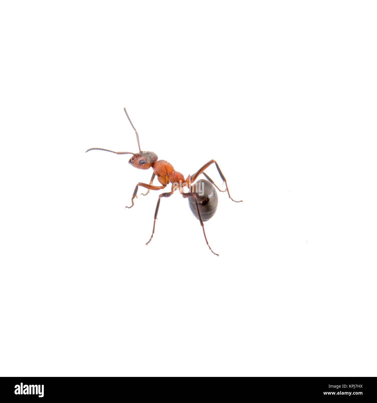 Brown ant on a white background Stock Photo