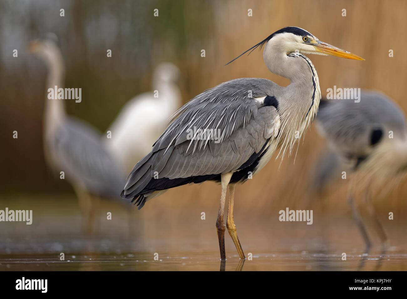 Grey heron (Ardea cinerea), stands in the water, National Park Kiskunsag, Hungary Stock Photo