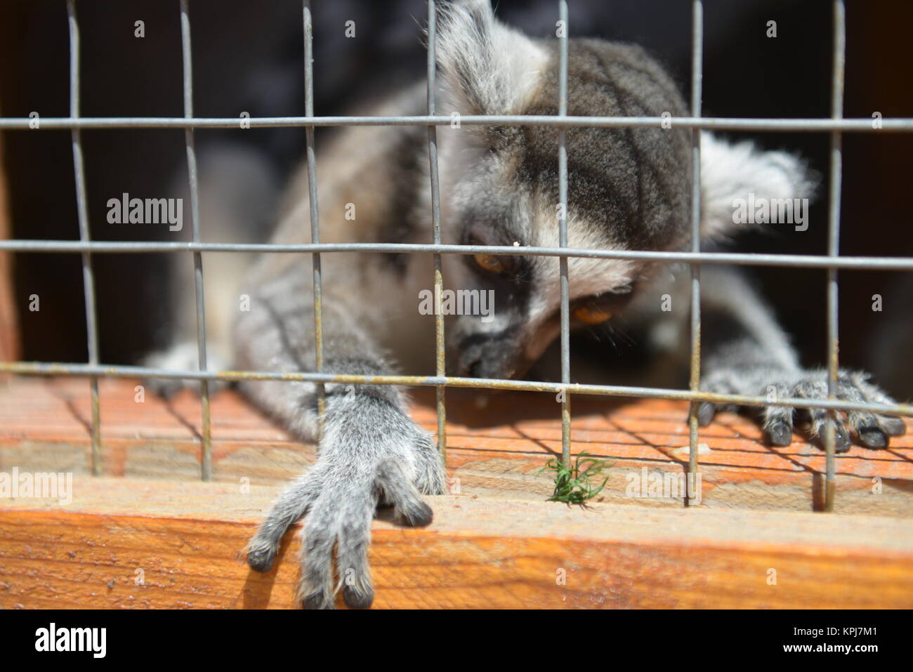 A closer look at Lemur Socialization Cage With Separate Rooms For Training And Exercising