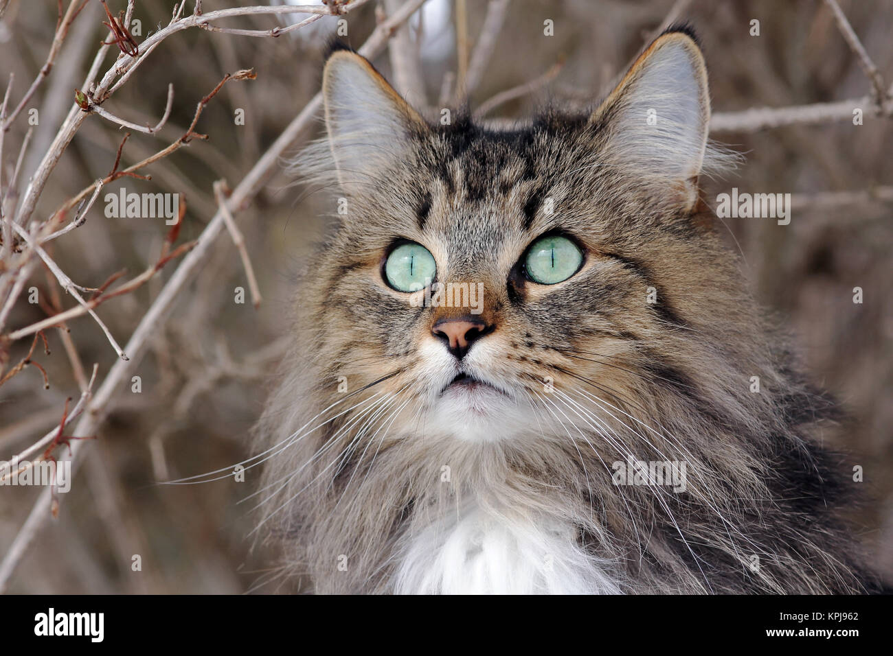 the interested views of a young norwegian forest cat Stock Photo