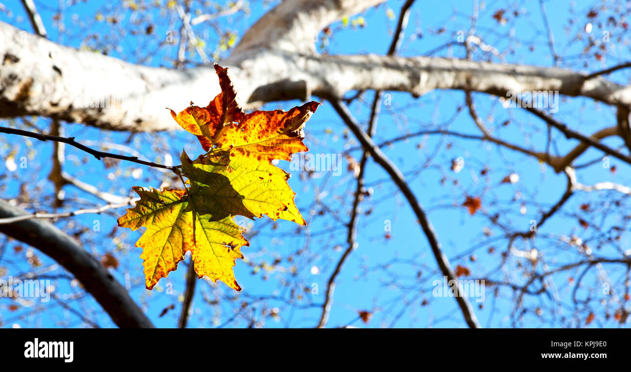 in a park the leaves of autumn like nature concept and background Stock ...