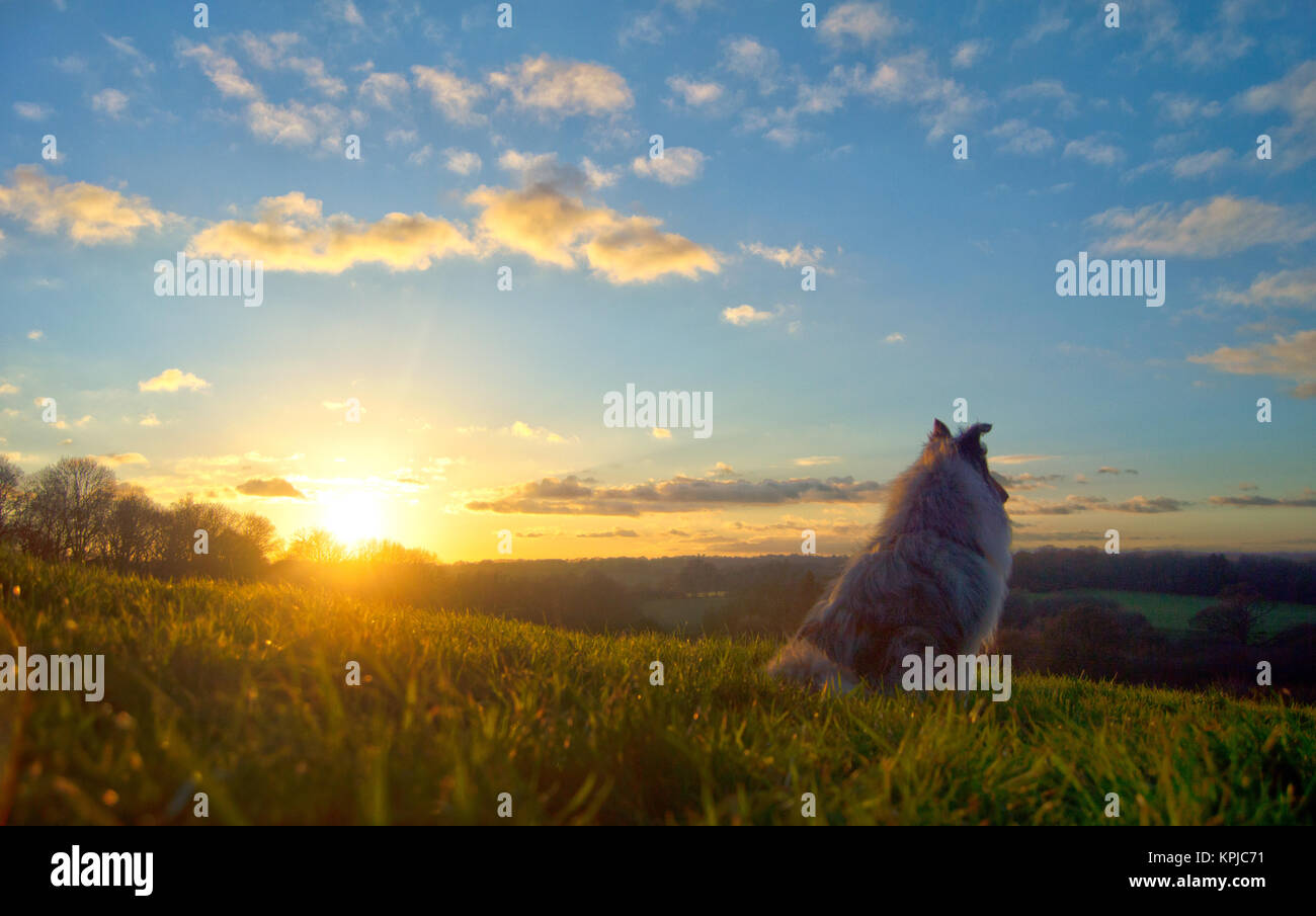 Horsham, West Sussex, 15th December 2017. A dog takes in the sunset view of the West Sussex countryside under lightly clouded skies. Credit: Diana O'Carroll/Alamy Live News Stock Photo