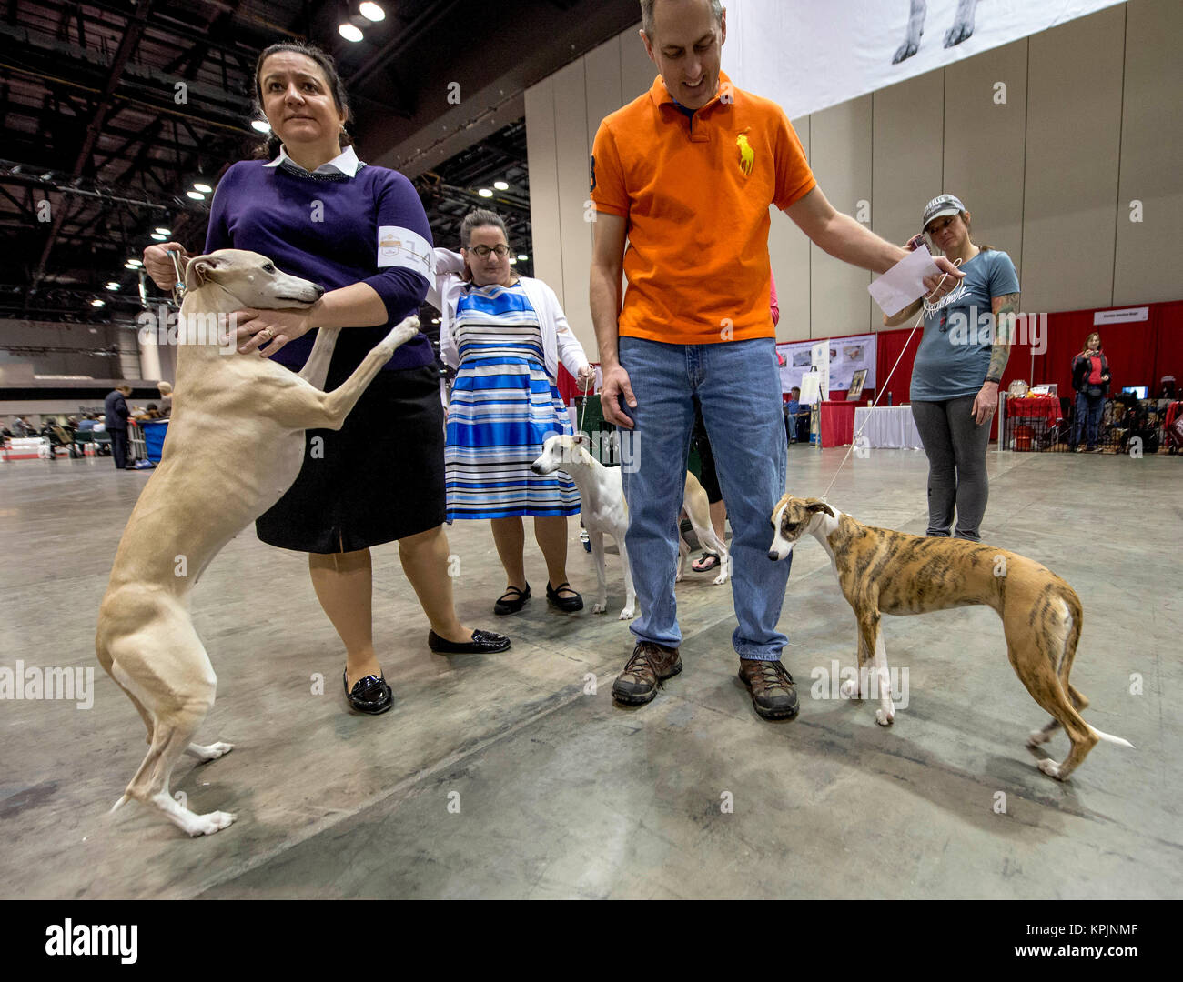 Whippets breeds hires stock photography and images Alamy