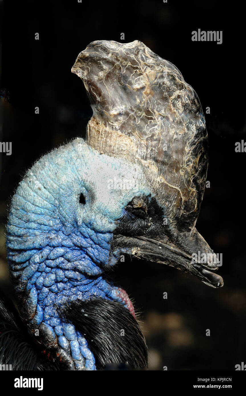 Portrait of Southern Cassowary, Casuarius casuarius, aka Australian Cassowary or Double-Wattled Cassowary Showing Tall Horn-like Head Casque Stock Photo