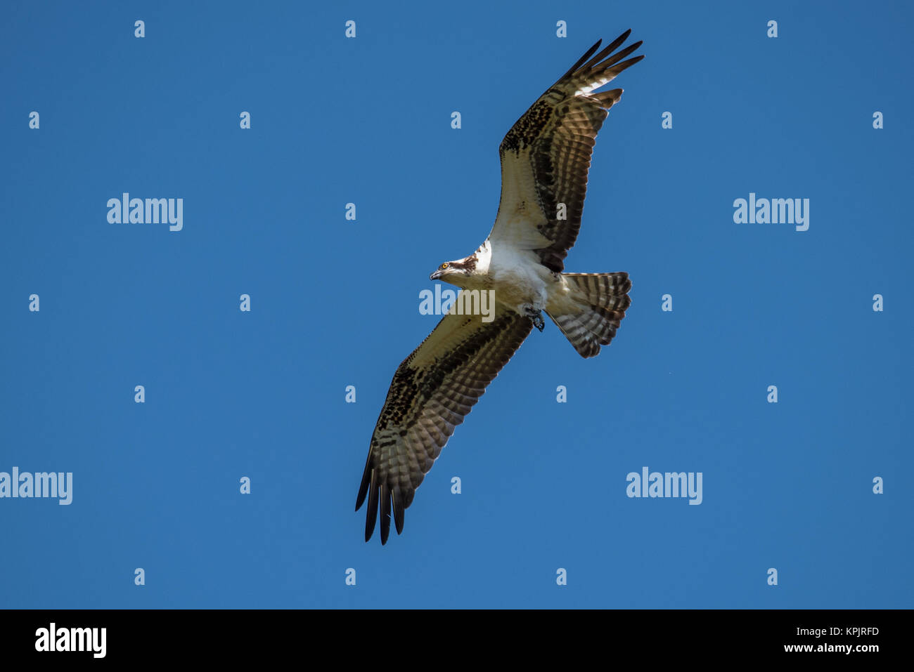 Osprey seen flying againsts a clear blue sky Stock Photo - Alamy