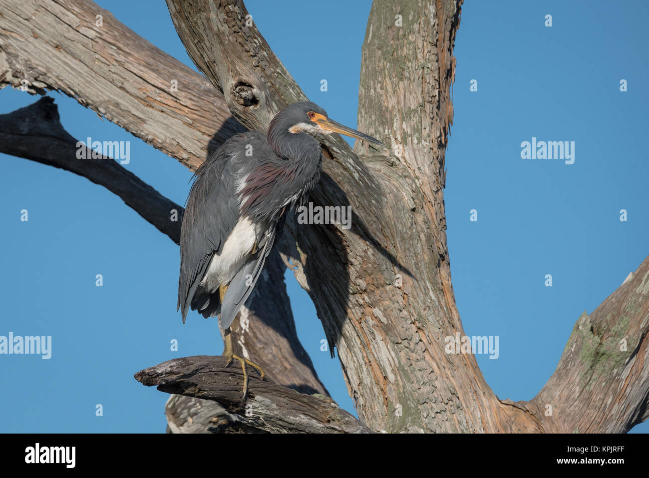 Tricolor Heron in an old tree Stock Photo