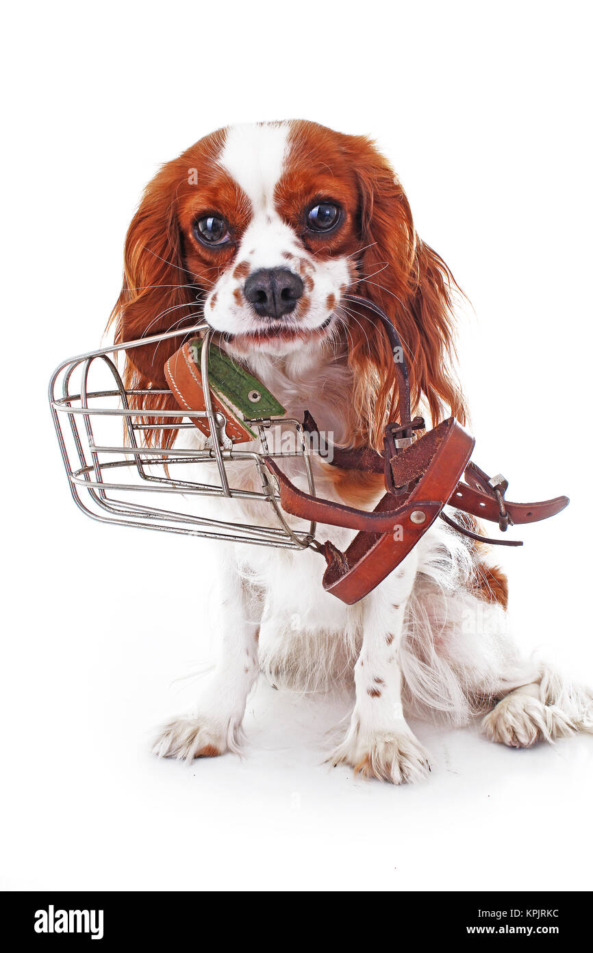 Dog with muzzle. Cavalier king charles spaniel dog photo. Beautiful