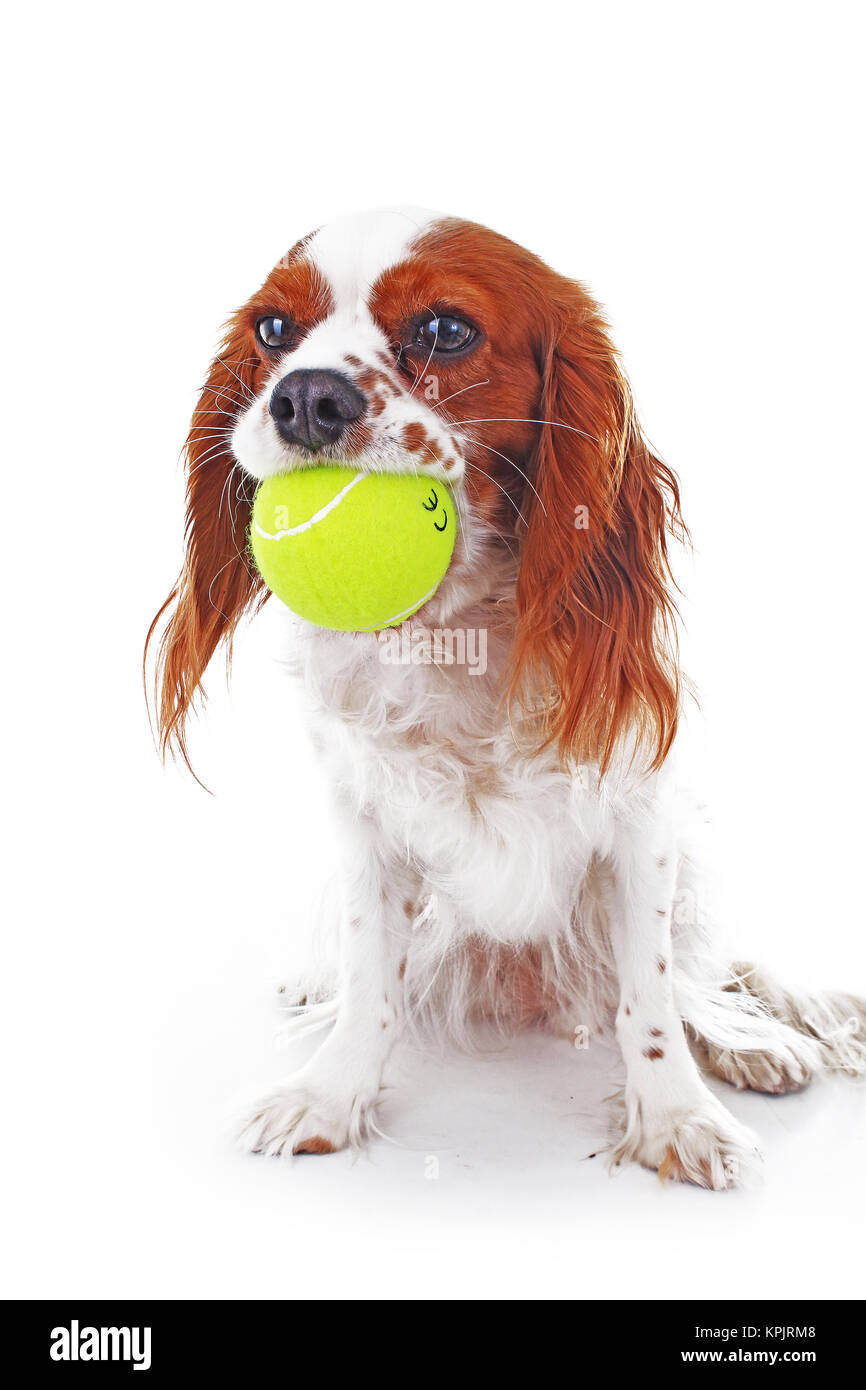 Dog with tennis ball. Cavalier king charles spaniel dog photo. Beautiful cute cavalier puppy dog on isolated white studio background. Trained pet phot Stock Photo
