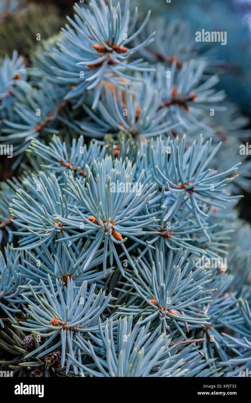 Branches of Christmas tree, closeup. Spiky leaves of pine tree detail, macro. Stock Photo