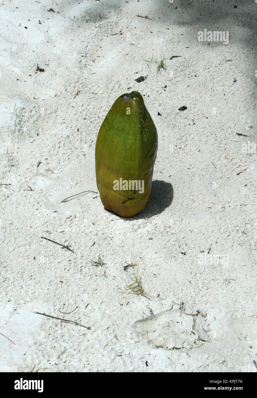 Coco de mer palm tree coco fruit standing on beach, Curieuse Island