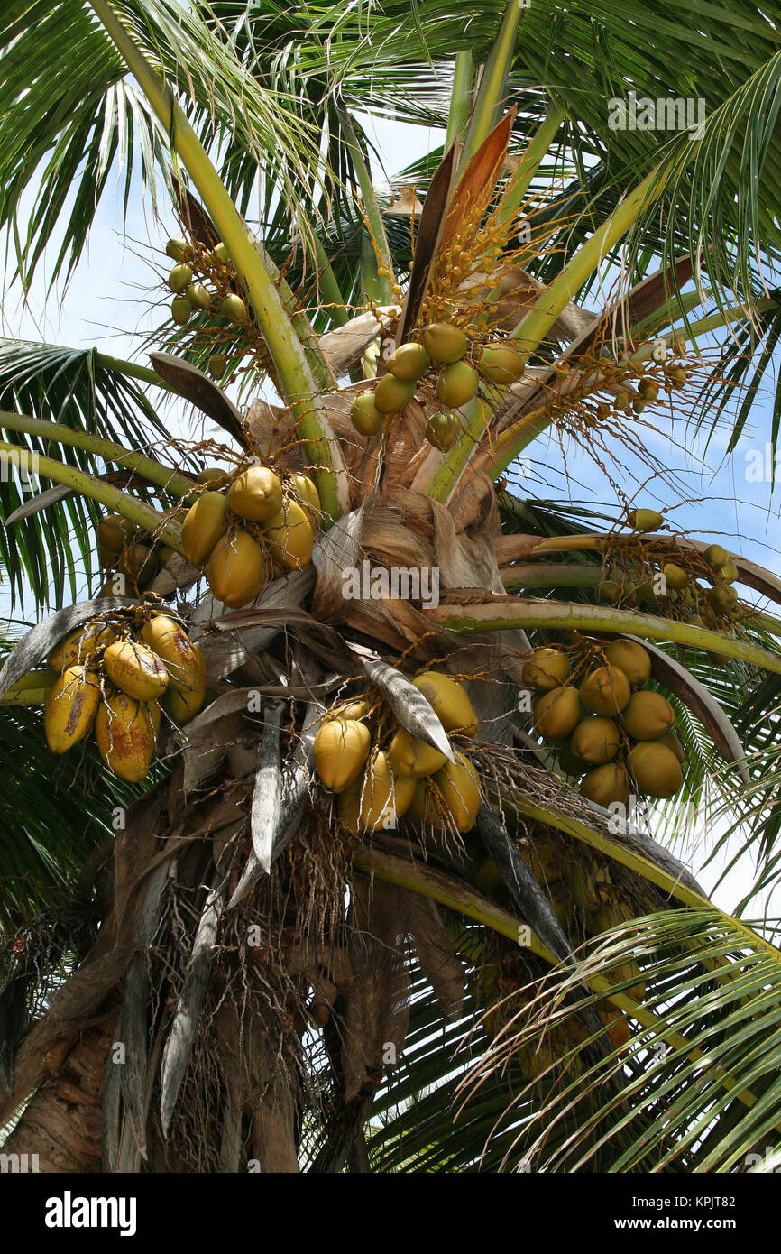 Coco de mer palm tree, Curieuse Island, Seychelles. Stock Photo