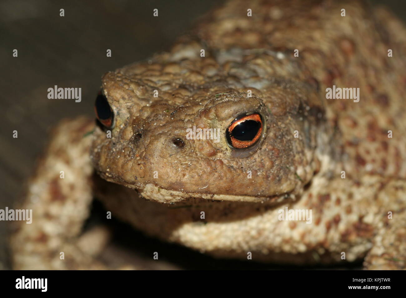 ugly common toad portrait looking at the camera, macro image Stock Photo