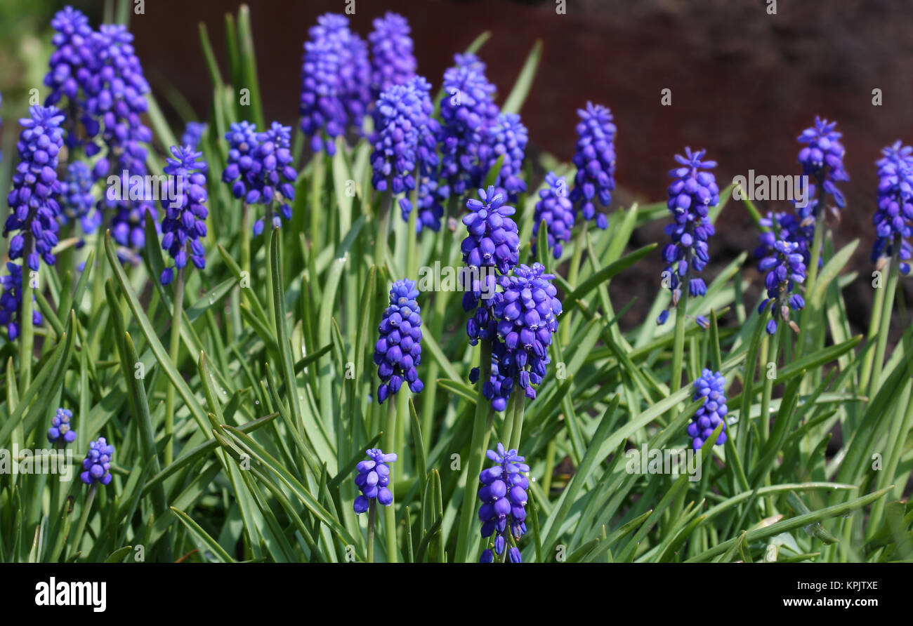 close-up of mouse-grey hyacinth in the field Stock Photo