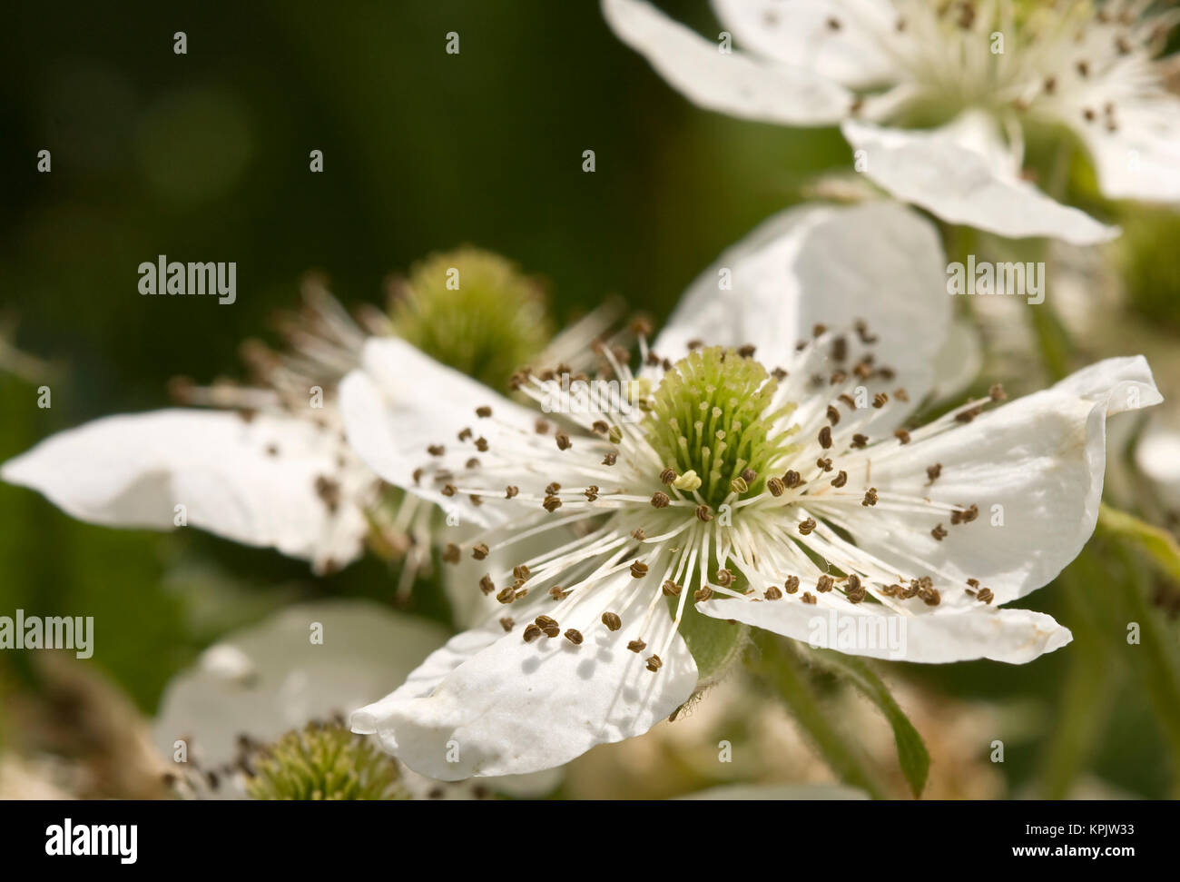 close-up shot of blackberry flower at the sunny spring day Stock Photo