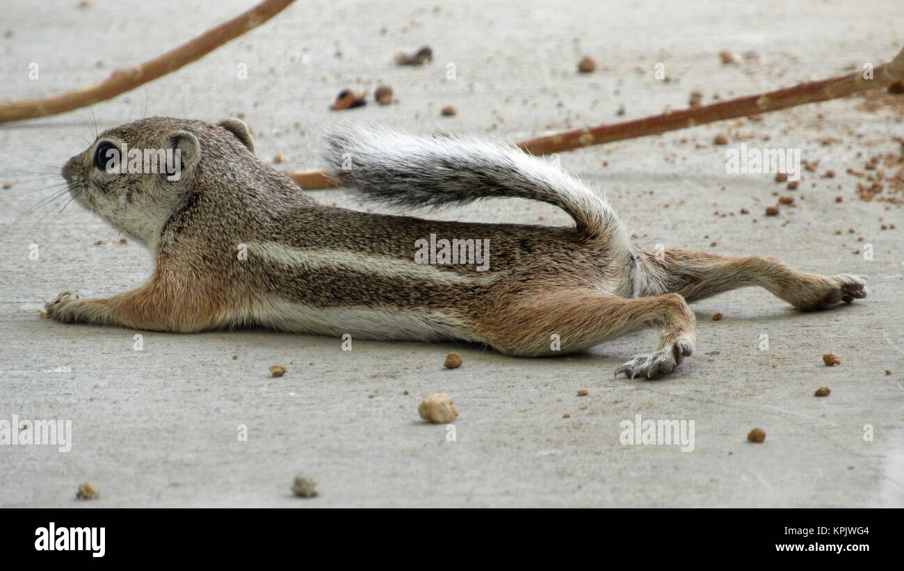 Antelope ground squirrel laying on all fours cooling down in the desert heat Stock Photo