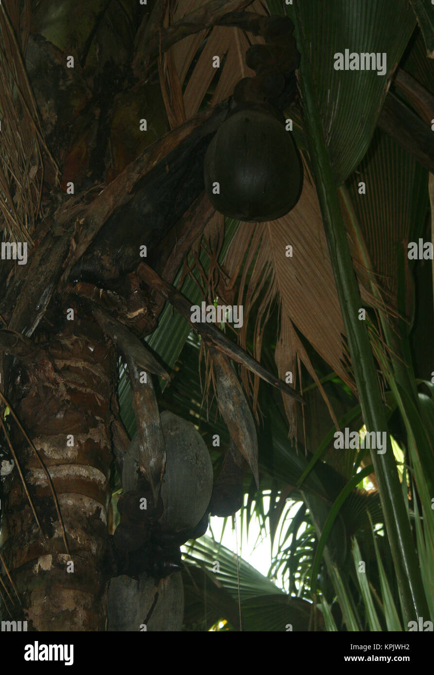 Coco de Mer palm trees in forest, Vallee de Mai, Praslin National Park, Praslin, Seychelles. Stock Photo