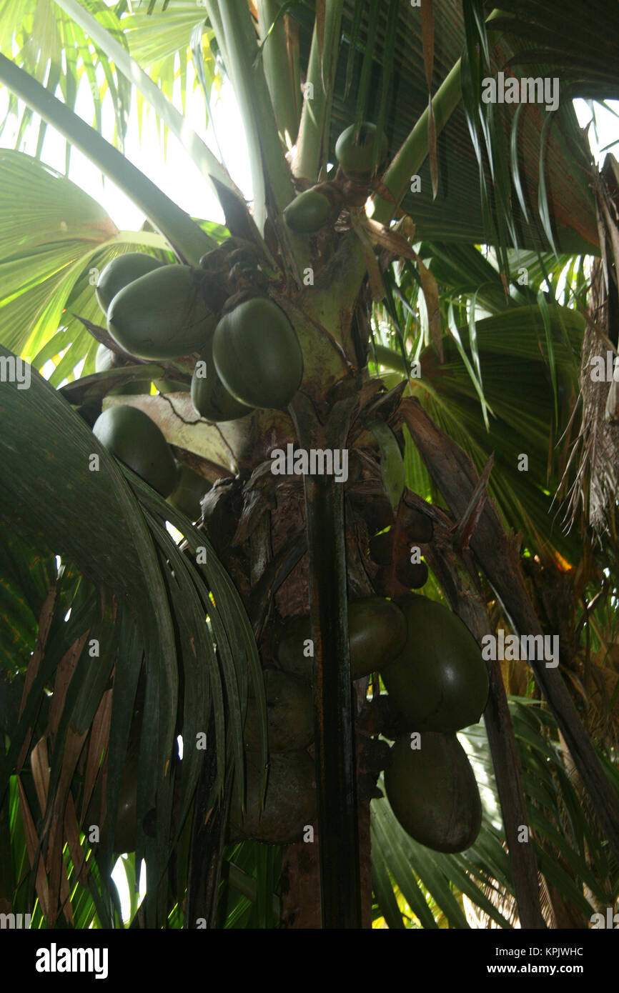 Coco de Mer palm trees in forest, Vallee de Mai, Praslin National Park, Praslin, Seychelles. Stock Photo