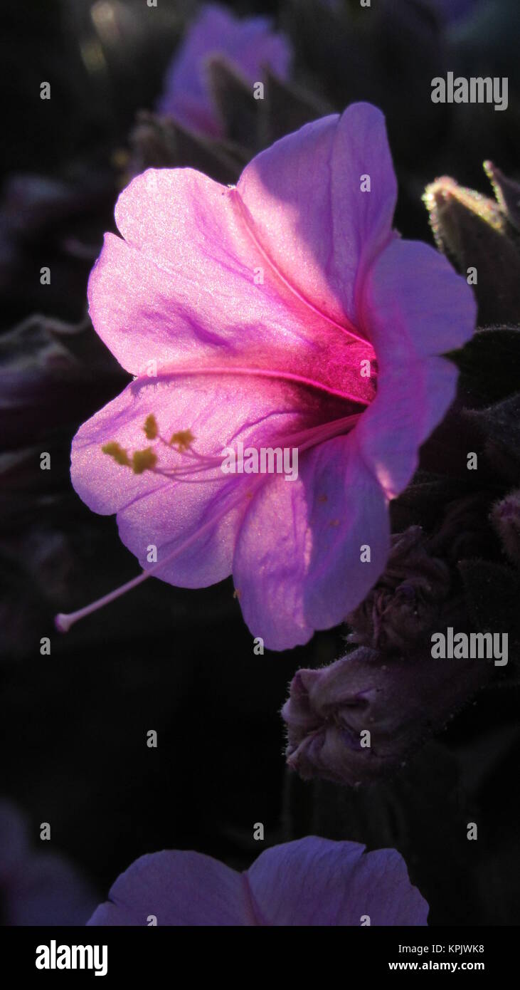 Mirabilis multiflora or Showy Four O'Clock marvelous sunlit purple flower flowers late afternoon and night after sunset Stock Photo