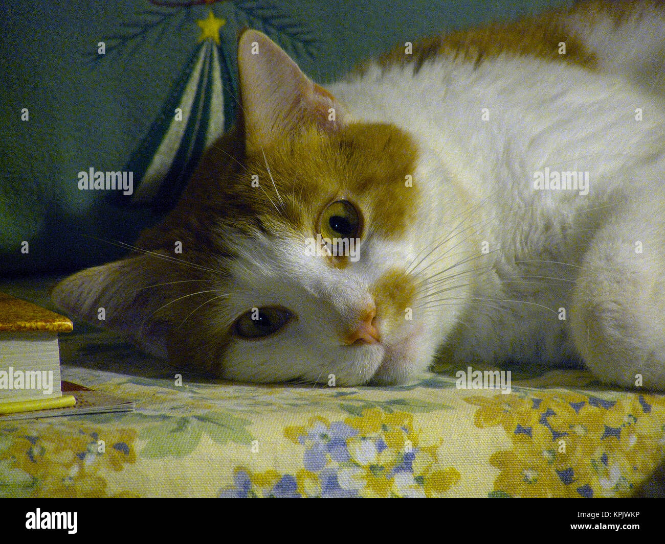 orange tabby cat lying down Stock Photo - Alamy