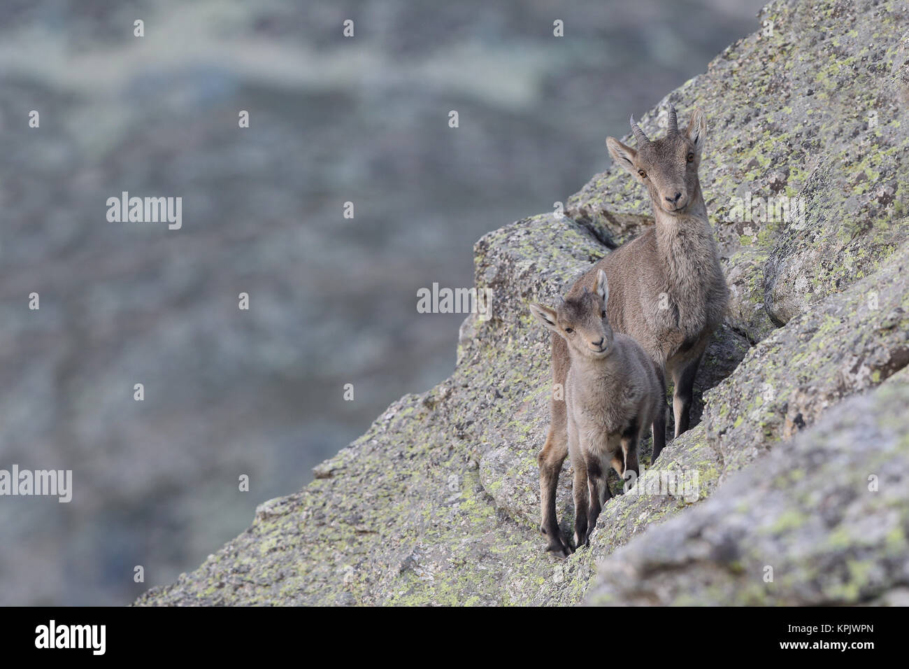 Iberian wild goat mating season Stock Photo - Alamy