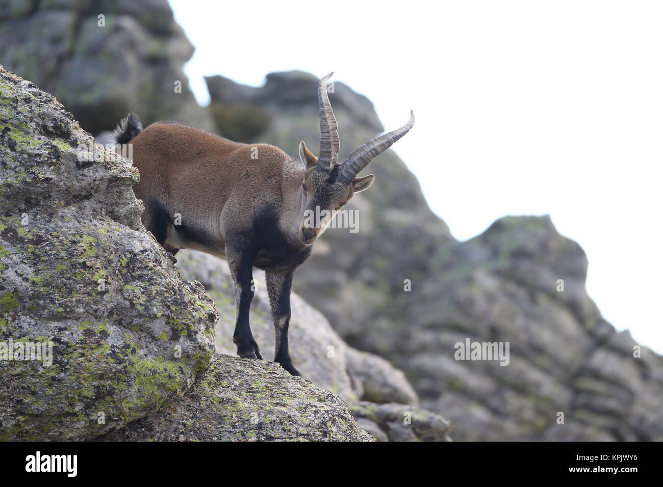 Iberian wild goat mating season Stock Photo - Alamy