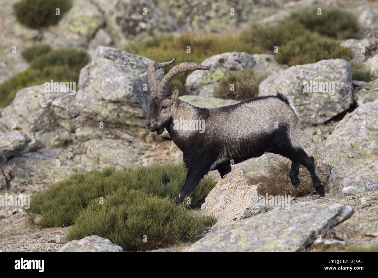 Iberian wild goat mating season Stock Photo - Alamy