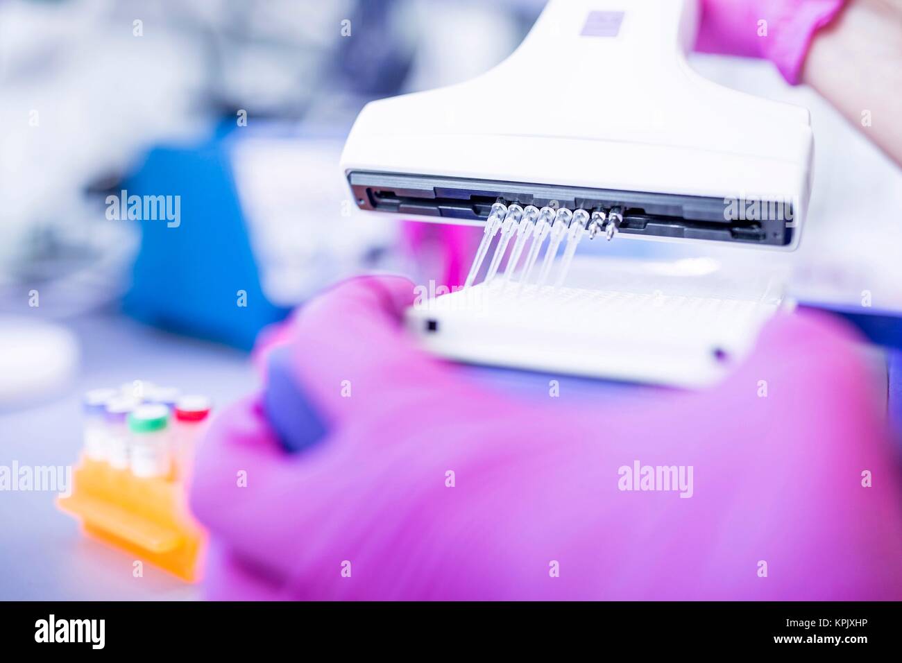 Laboratory assistant using a multichannel pipette. Stock Photo