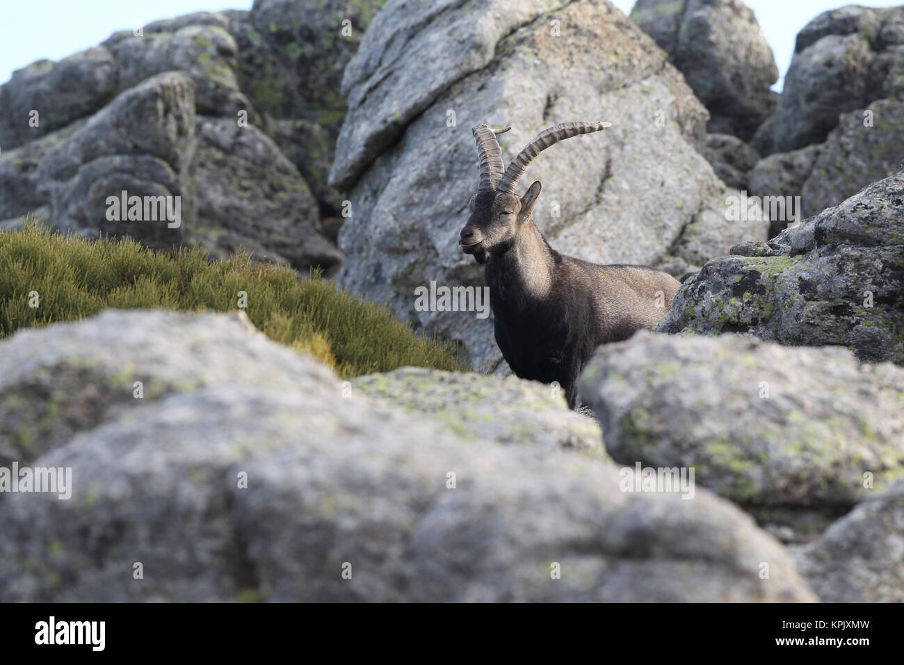 Iberian wild goat mating season Stock Photo