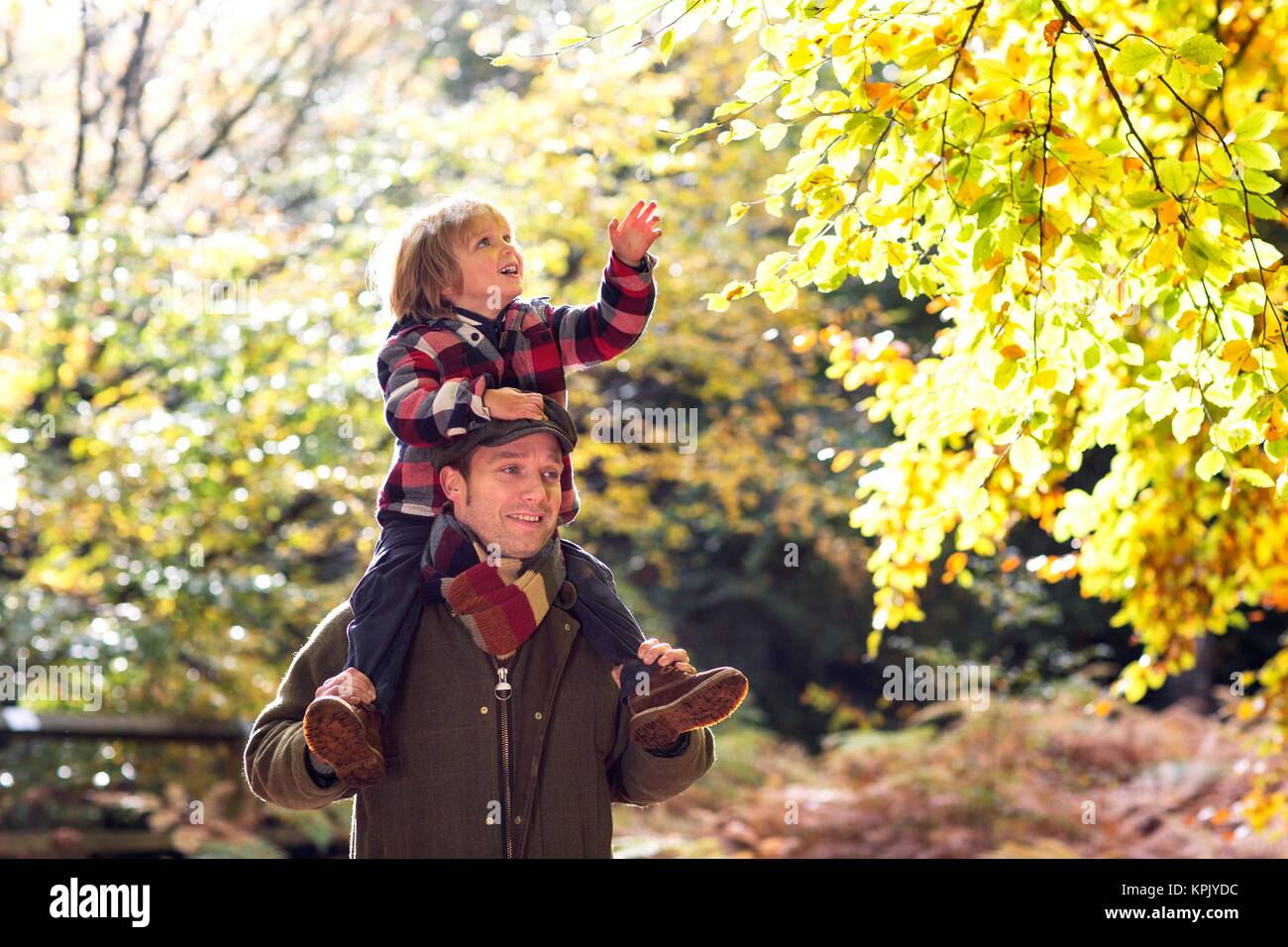 Father carrying young son on his shoulders in woods in Autumn. Stock Photo