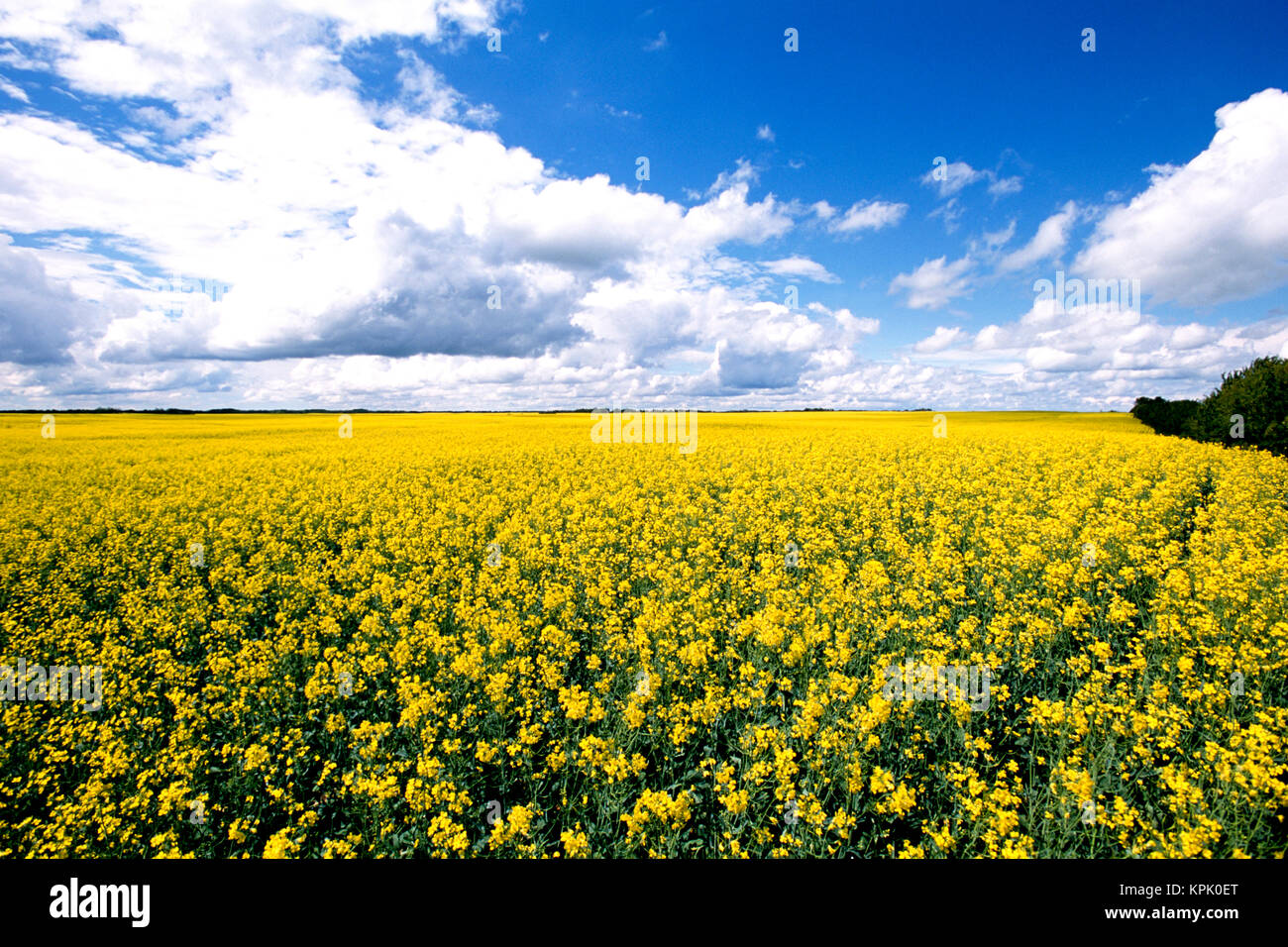 FIELD OF YELLOW FLOWERING CANOLA Stock Photo - Alamy