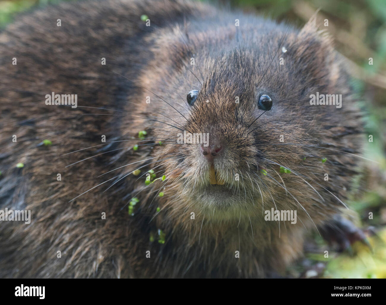 Water vole sat on a stream or river bank Stock Photo