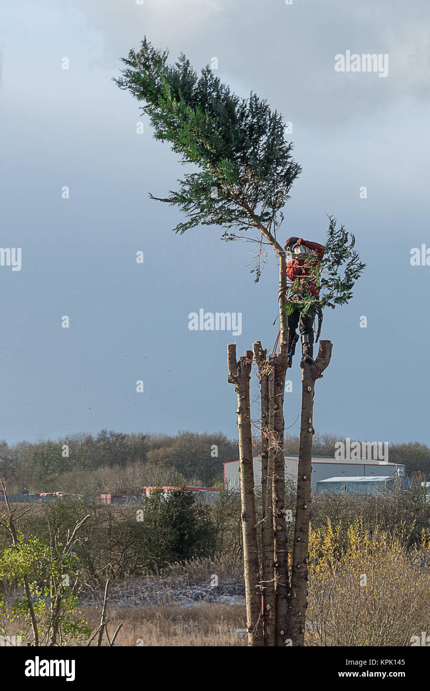 A tree surgeon cutting off the top of a tree after removing the branches on the way, Image shows saw dust and particles from the saw cutting Stock Photo