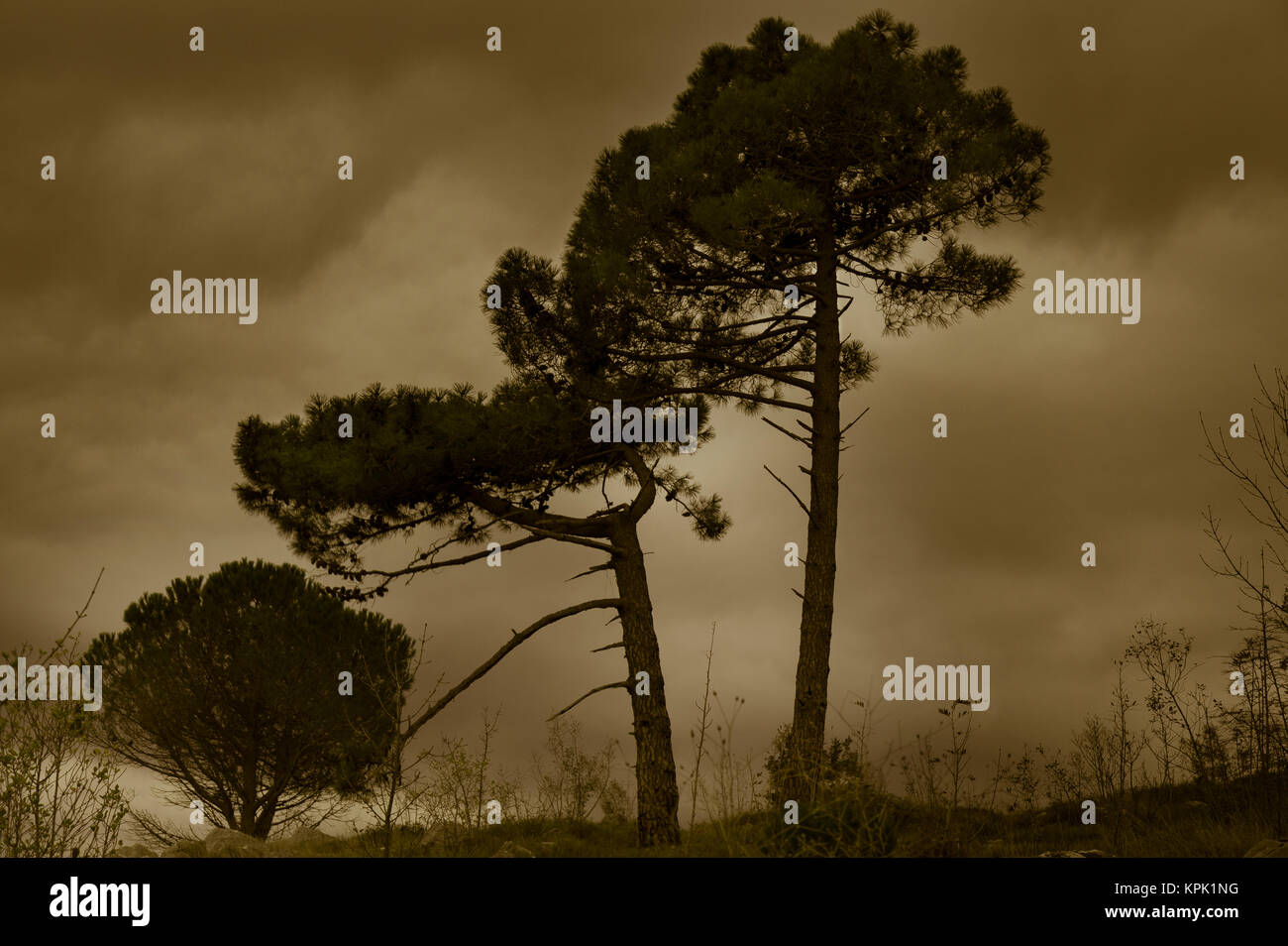 The Lonely Trio. Trees at Stormy weather. Conceptual Representation of spiritual unconscious. Stock Photo