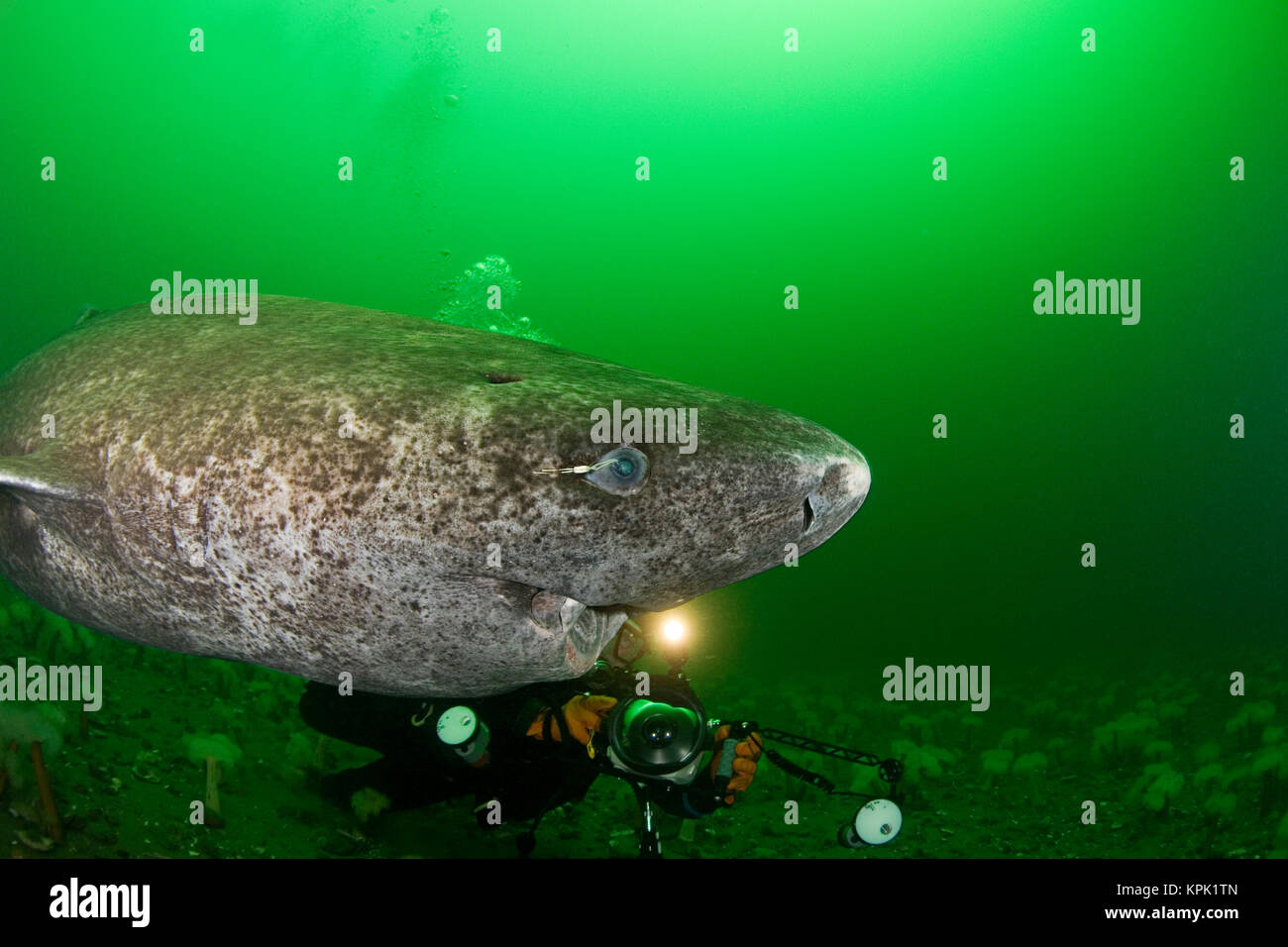 Greenland shark or Greenland sleeper shark ( Somniosus microcephalus ) and photographer St. Lawrence River, Canada; parasitic copepod on eye of shark Stock Photo