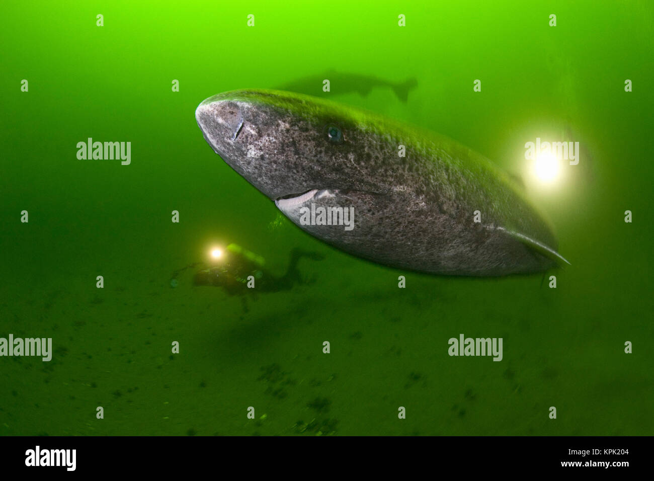 Greenland shark or Greenland sleeper shark, Somniosus microcephalus, and divers, St. Lawrence River estuary, Canada (shark was wild & unrestrained ) Stock Photo