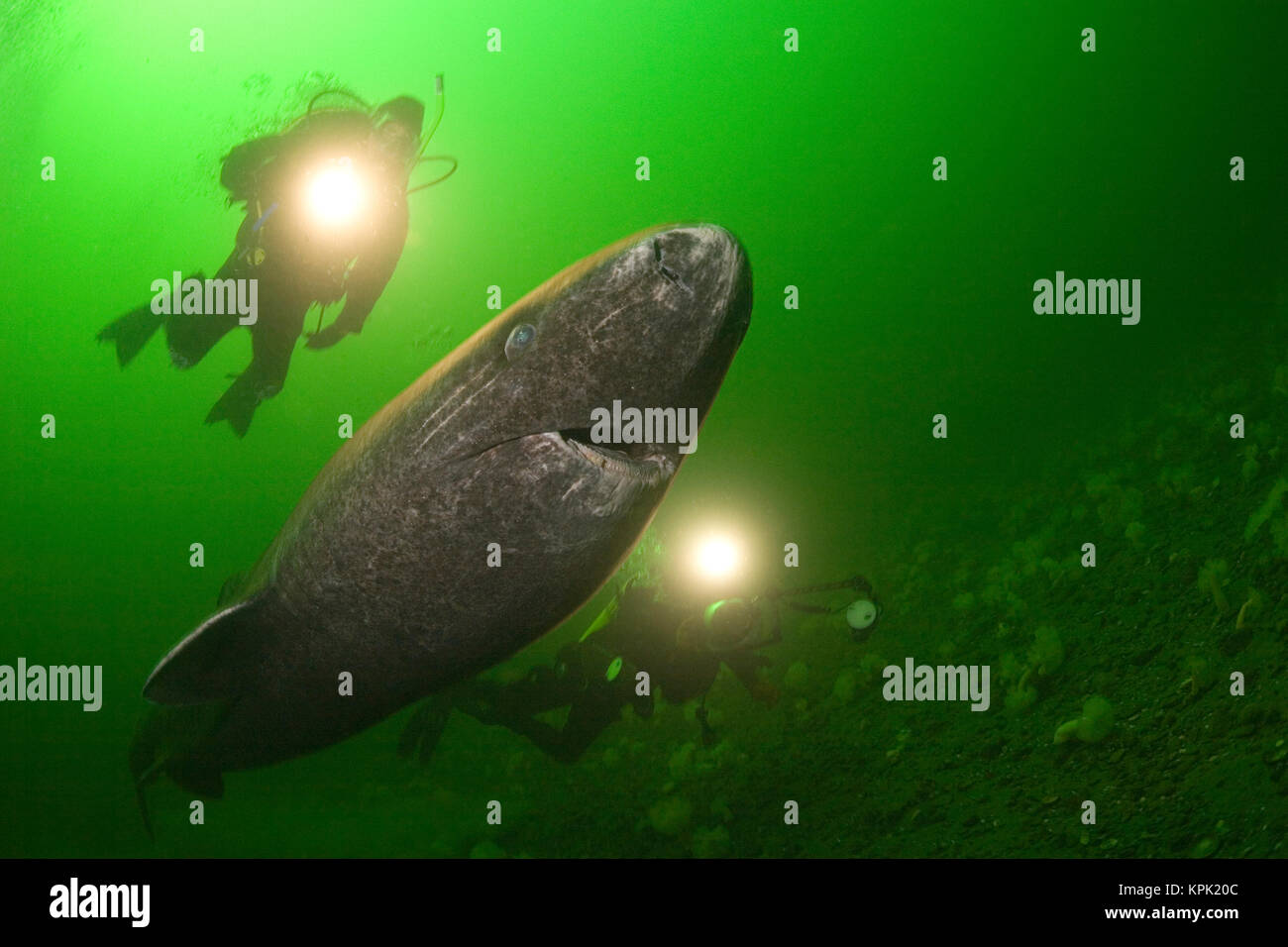 Greenland shark or Greenland sleeper shark, Somniosus microcephalus and divers, St. Lawrence River estuary, Canada, (shark was wild & unrestrained ) Stock Photo
