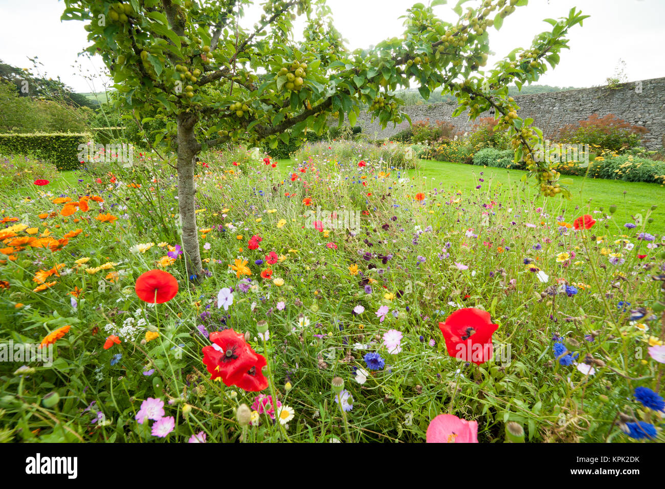 Small apple tree full of apples growing in a garden surrounded by many coulorful flowers such as poppies and daysies Stock Photo
