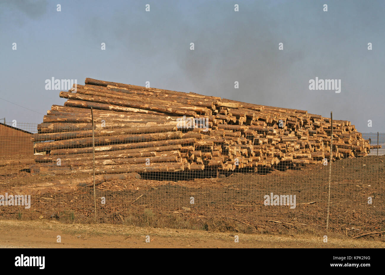 Timber at timber factory, Kingdom of Swaziland Stock Photo Alamy