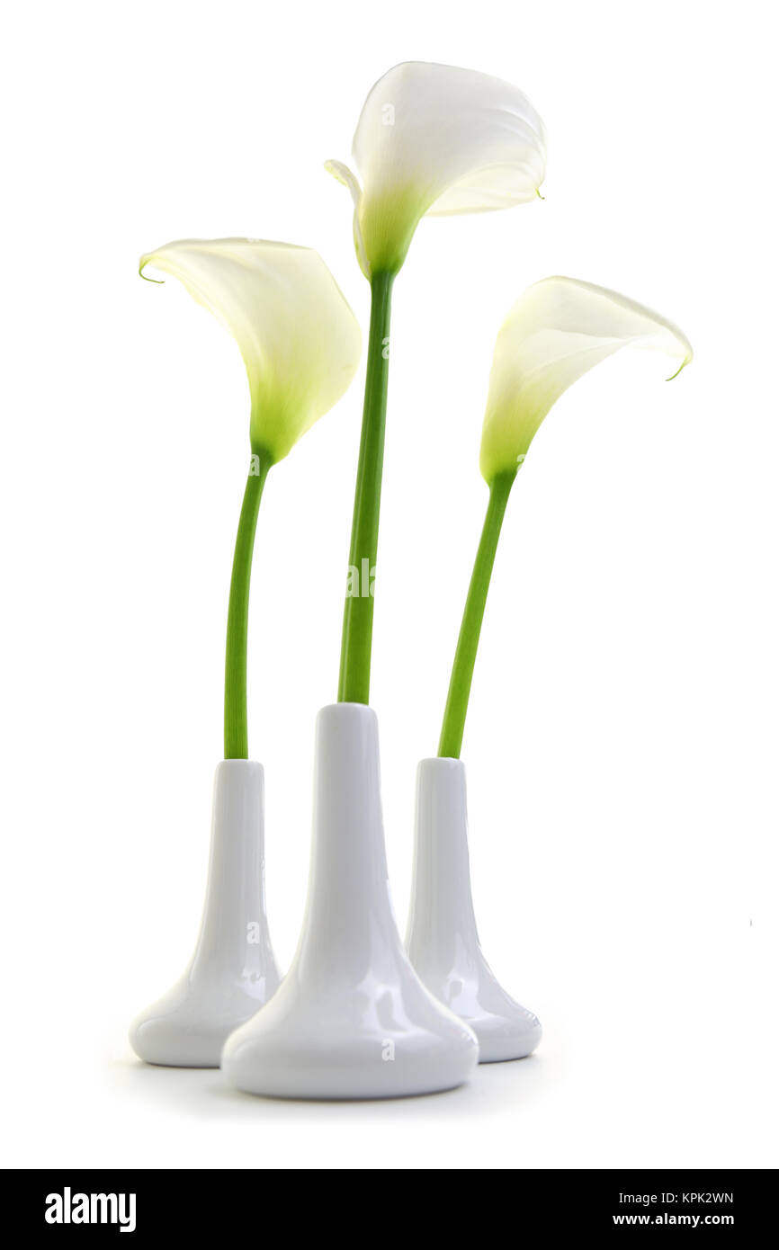 Calla lilies in white vases isolated on white background Stock Photo - Alamy